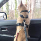 🎁 Achetez 1, obtenez 1 GRATUIT ! 🐕🔒 Ceintures de sécurité pour chiens – Sécurité et confort en voiture