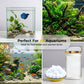 Produit anti-algue et anti-mousse pour aquariu